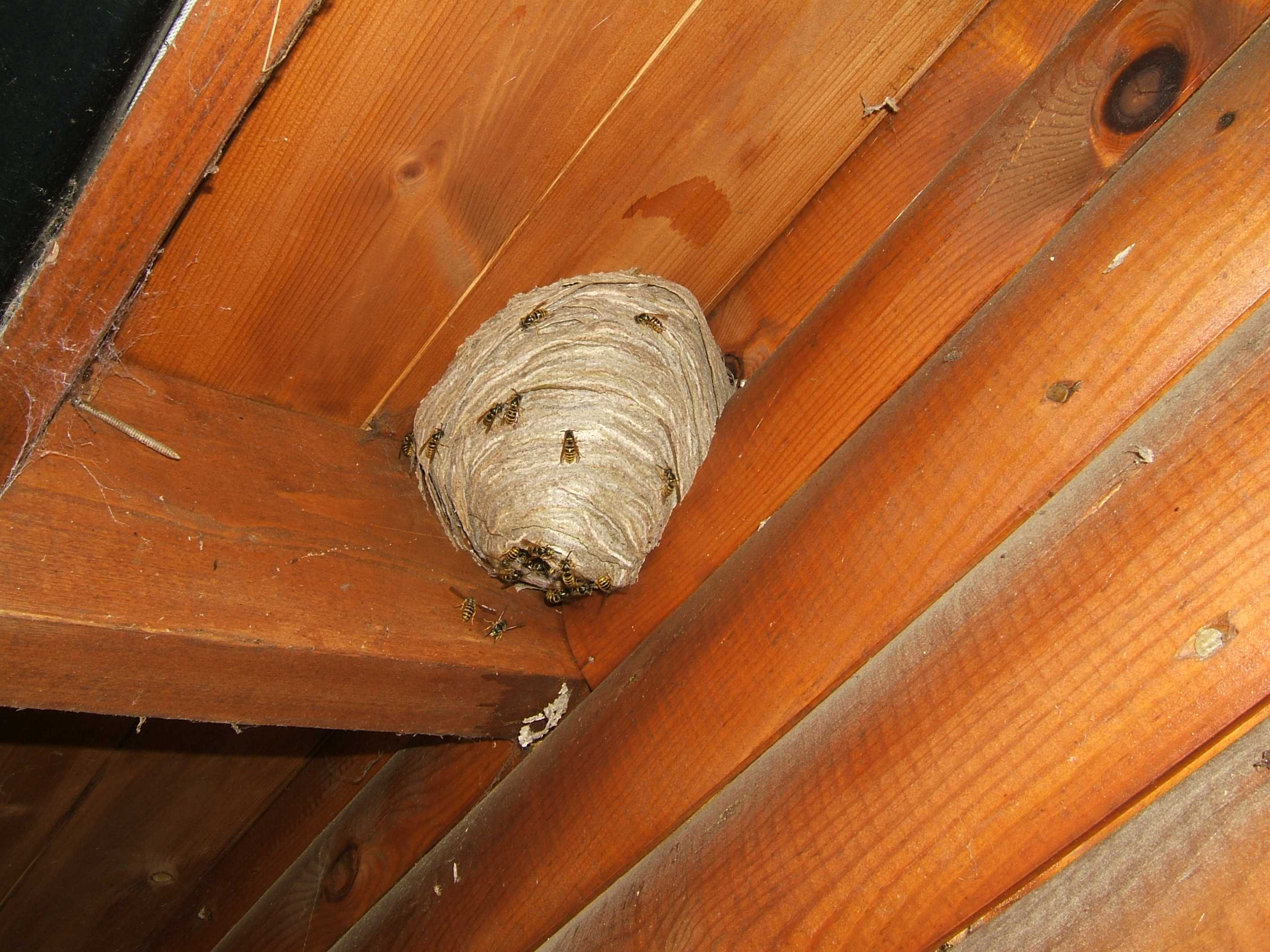 5 способов, как избавиться от мух в доме и на даче - строительный блог вити петрова
