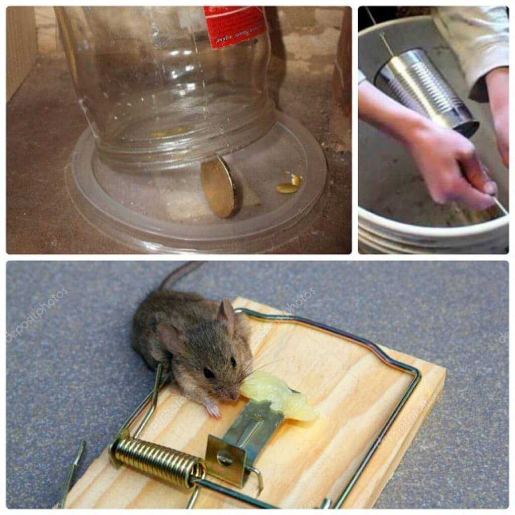 Избавиться от домашних мышей. Мышь в квартире. Мыши в доме. Мыши в частном доме. Средство от мышей в квартире.