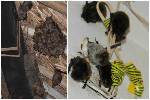 Как избавиться от летучих мышей под крышей в доме