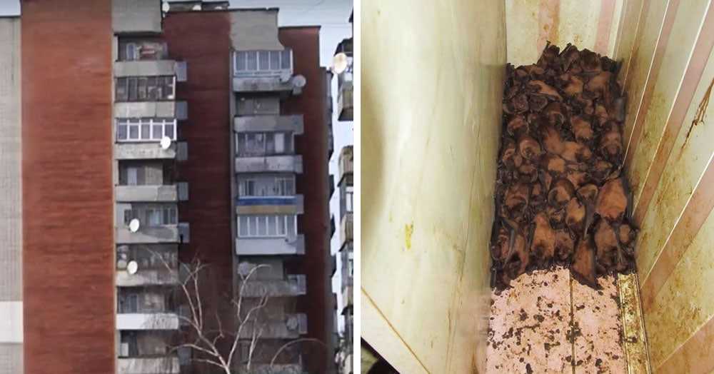 Как избавиться от летучих мышей на балконе и другой живности: инструкция как отвадить, видео и фото