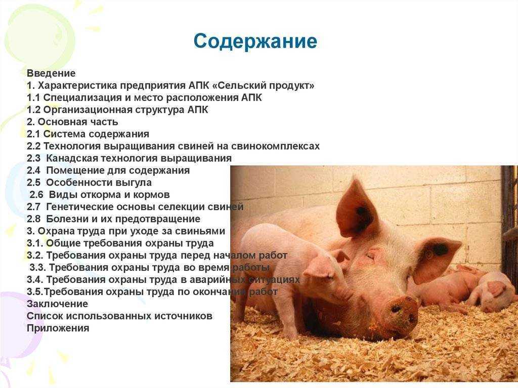 Микроклимат животноводческих помещений для свиней, оборудование