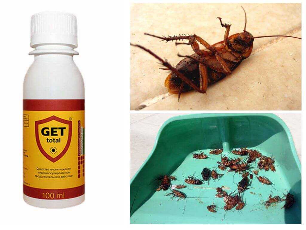Как вывести домашних тараканов самостоятельно