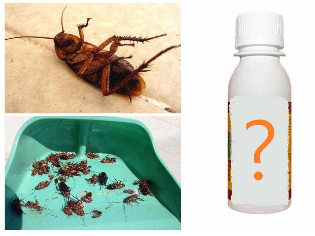 ❶ топ-20 народных рецептов - как избавиться от тараканов в домашних условиях быстро за 1 день самостоятельно