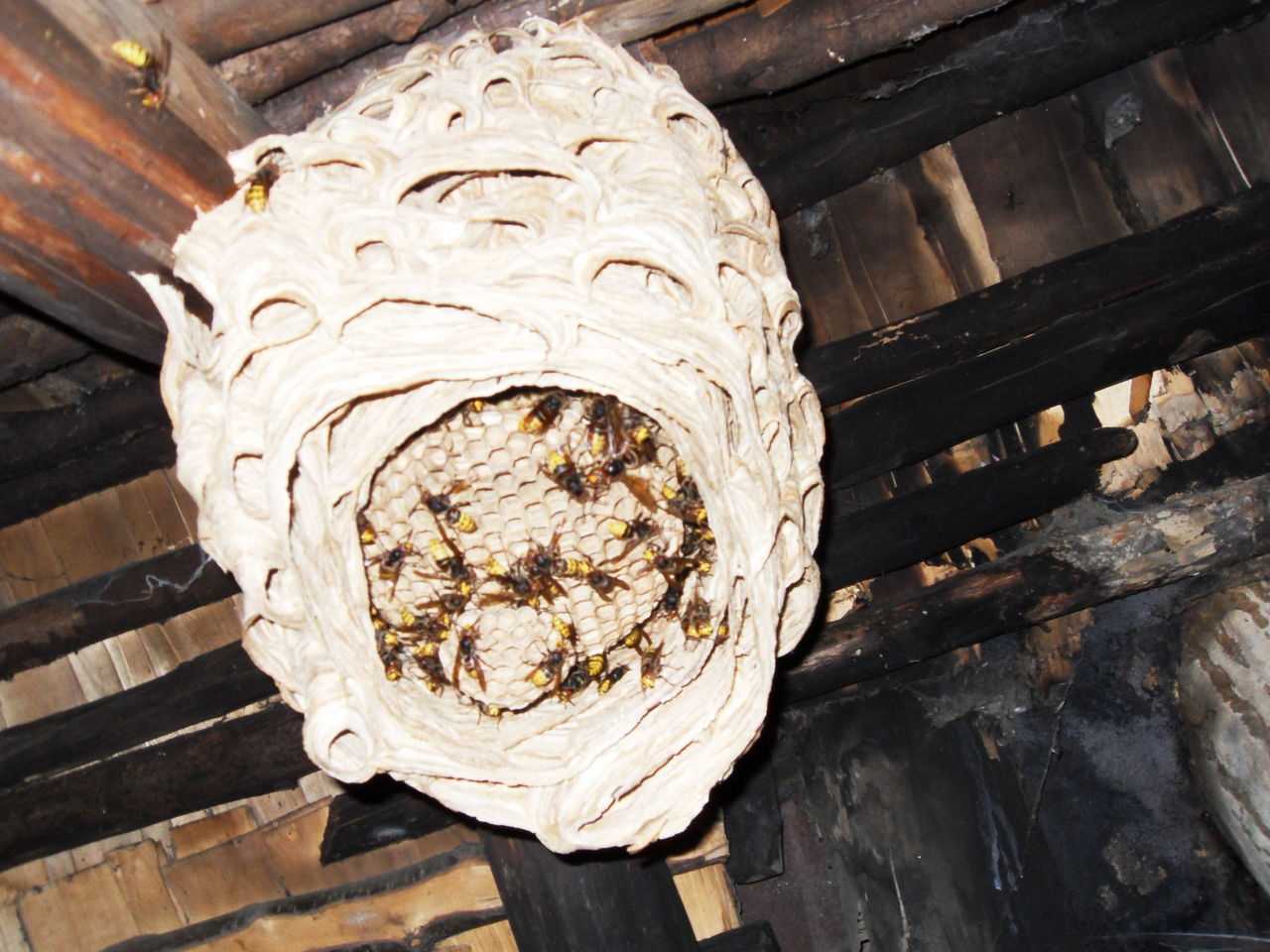 Как избавиться от шмелей в доме или на даче, способы убрать гнездо