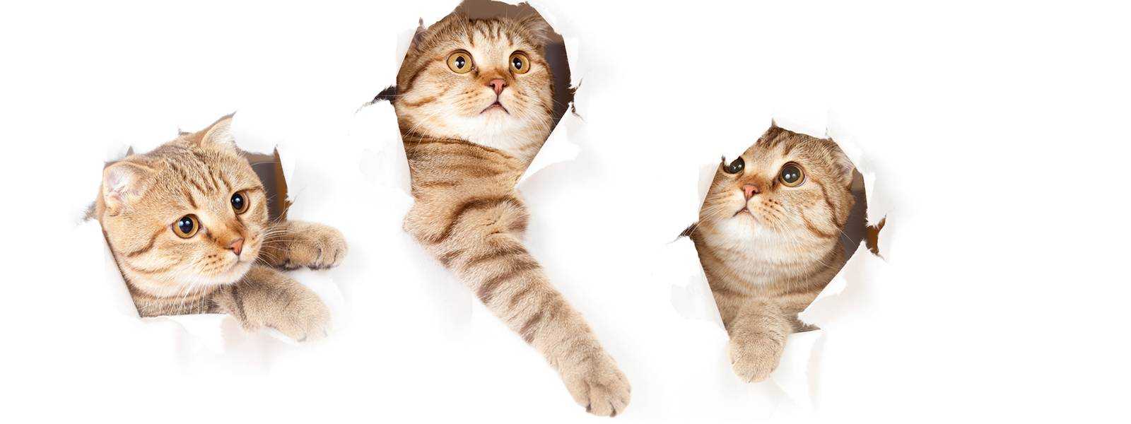 Обучение кошки использованию когтеточки и игры с ней