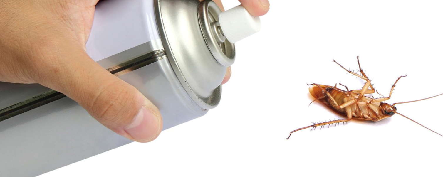 Быстро, эффективно и навсегда: как избавиться от тараканов в квартире