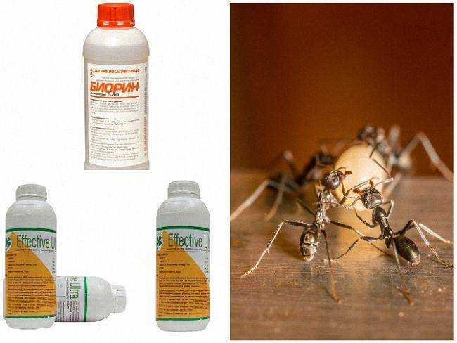Как избавиться от муравьев в доме: способы и советы