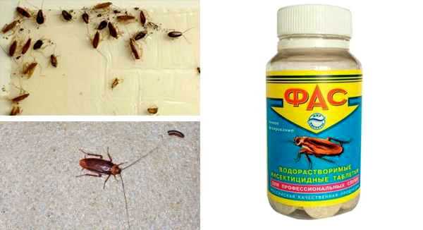 Народные средства от тараканов: как избавиться в домашних условиях