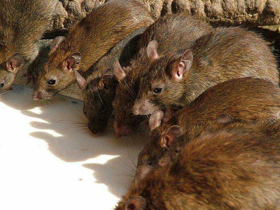 Как избавиться от крыс в курятнике: лучшие способы изгнания и стратегия защиты