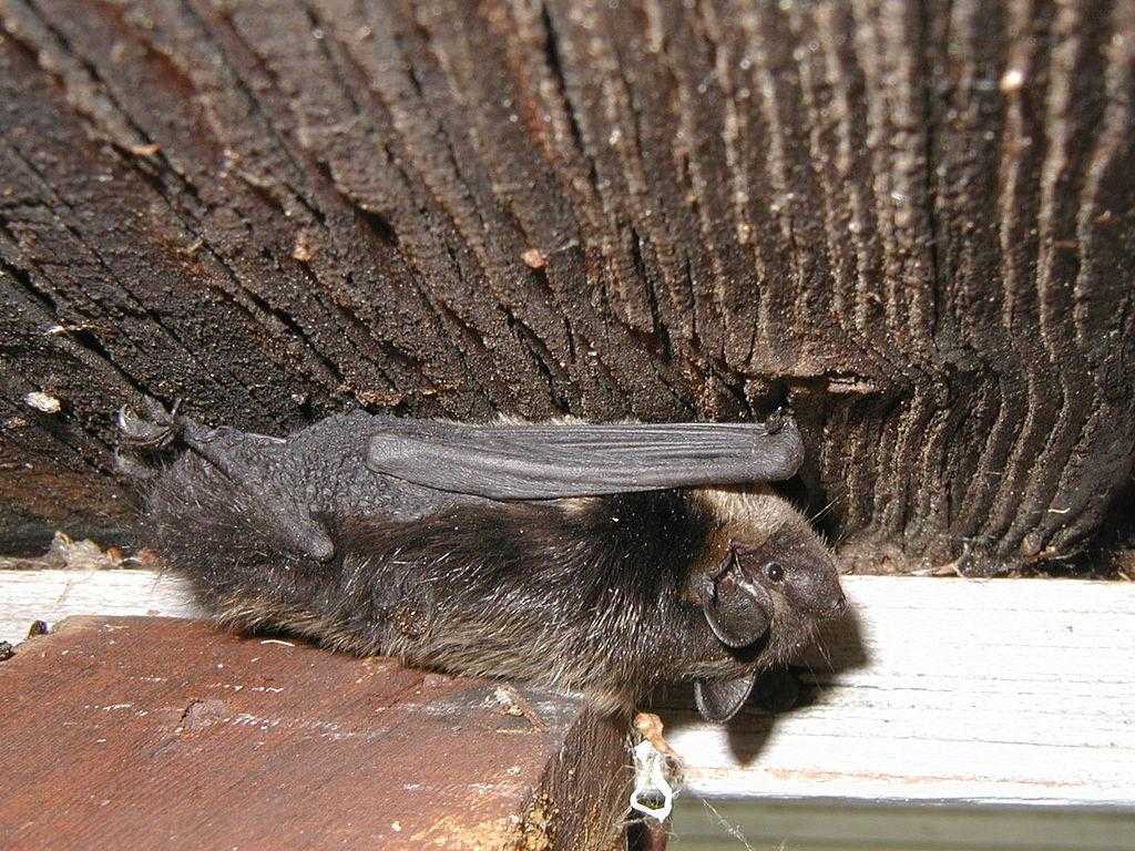 Эффективные способы по изгнанию летучих мышей на даче. чего боятся летучие мыши: как выгнать из дома