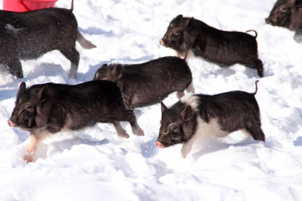 ᐉ содержание свиней зимой на улице - zoomanji.ru