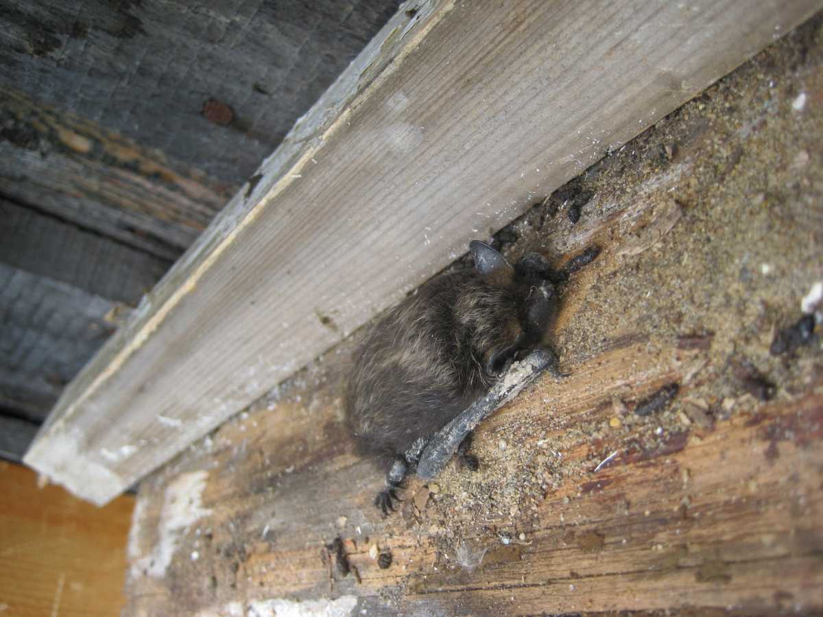 Как избавиться от летучих мышей в доме