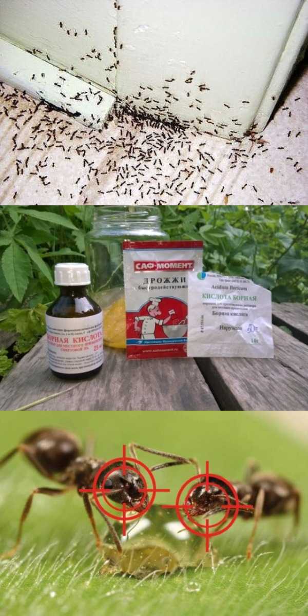 Как навсегда избавиться от муравьёв в доме: народные средства, эффективные гели, профилактические меры