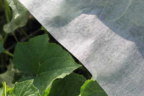 Белые и чёрные укрывные материалы агроспан и спанбонд: что это такое и для чего они нужны