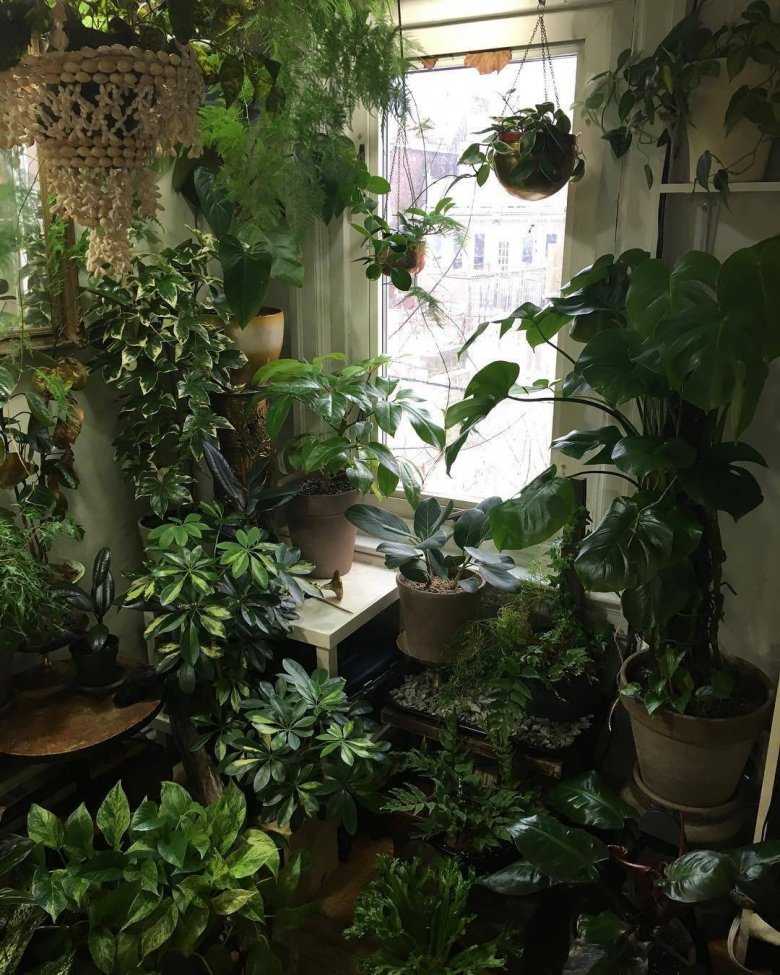 Четыре типа комнатных тенелюбивых и неприхотливых растений