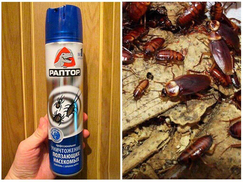 Как быстро и эффективно избавиться от тараканов в квартире навсегда