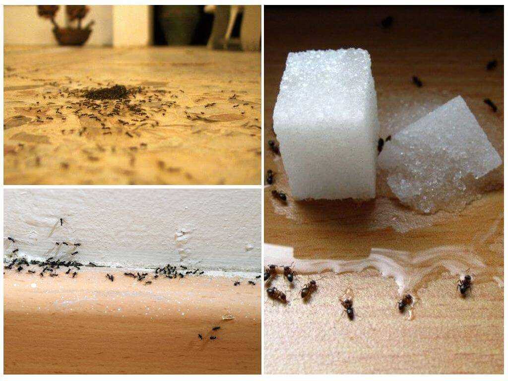 Как избавиться от муравьев в огороде навсегда: обзор способов