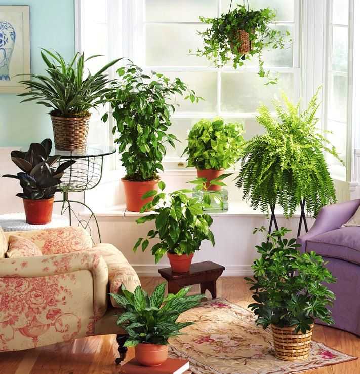 Комнатные растения в интерьере квартиры: правила оформления