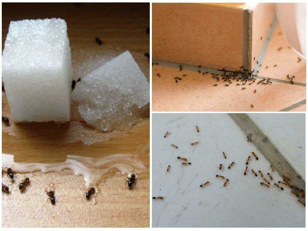 14 способов, как избавиться от муравьев в квартире - строительный блог вити петрова