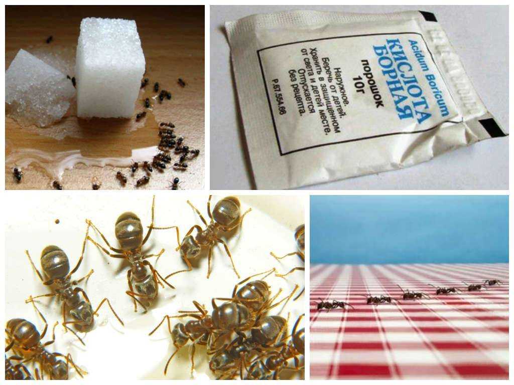 Как избавиться от муравьев на даче навсегда: самые эффективные методы борьбы