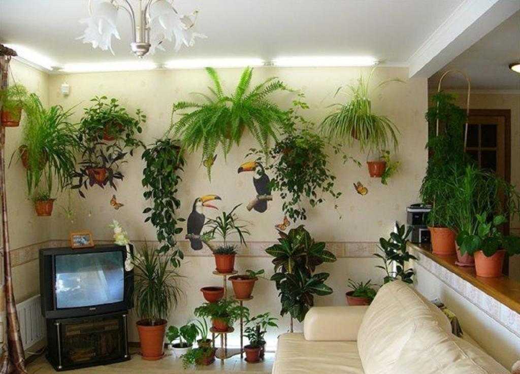 Топ самых полезных комнатных растений для дома