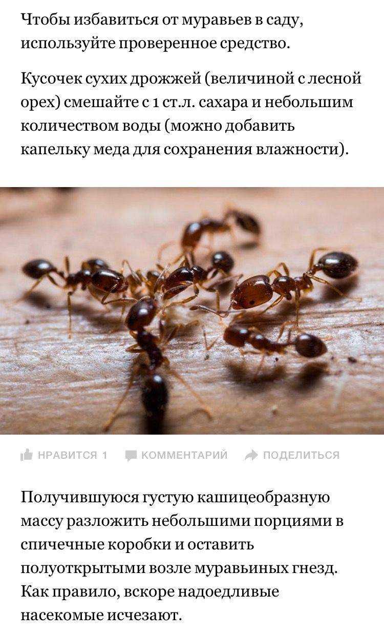 Средство от муравьев – какое лучше?