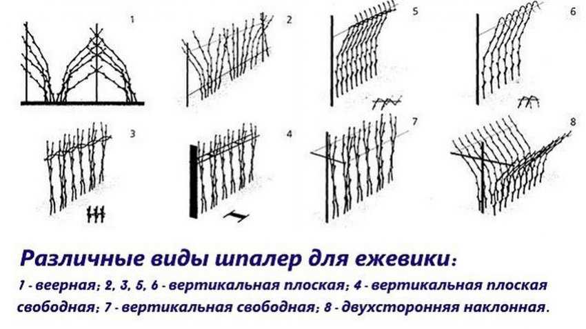 Шпалера для малины схема и размеры